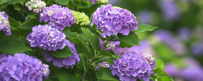 绣球开花后要剪掉吗