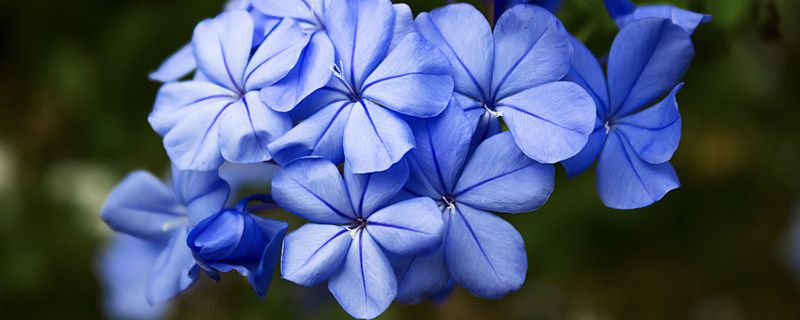 蓝雪花不开花的原因