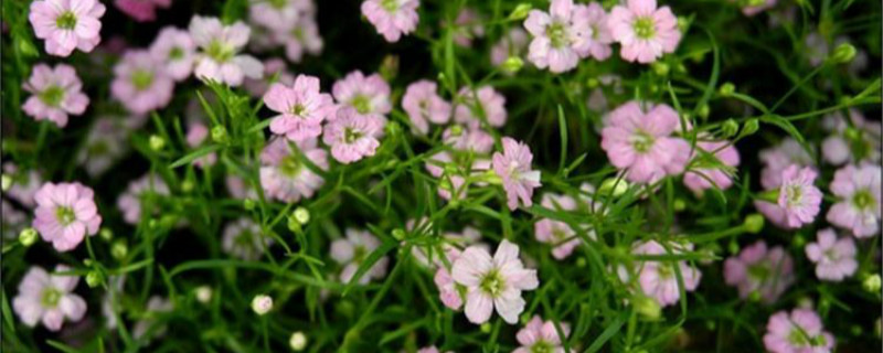 满天星为什么那么臭