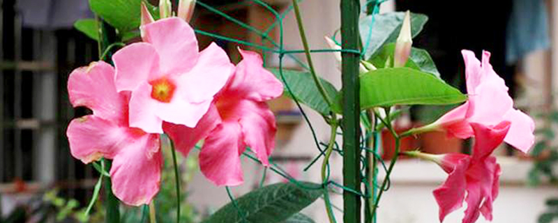 夏天不怕暴晒的花有哪些