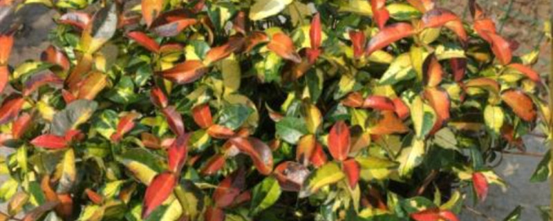 黄金络石好养吗