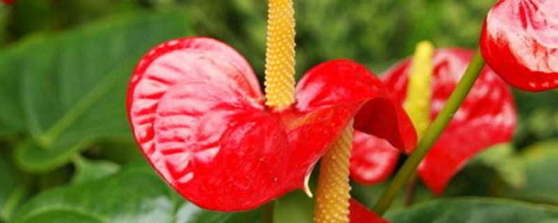 鹅掌花怎么繁殖