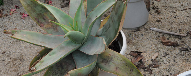 第可芦荟怎么养成老桩