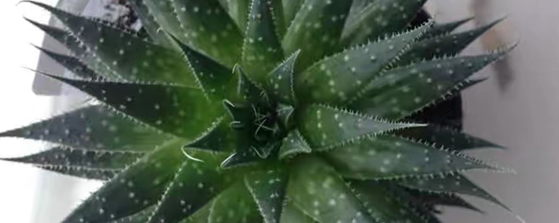 棒花芦荟浇水方法