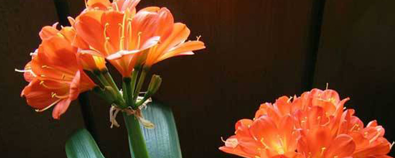 君子兰种子什么季节种植