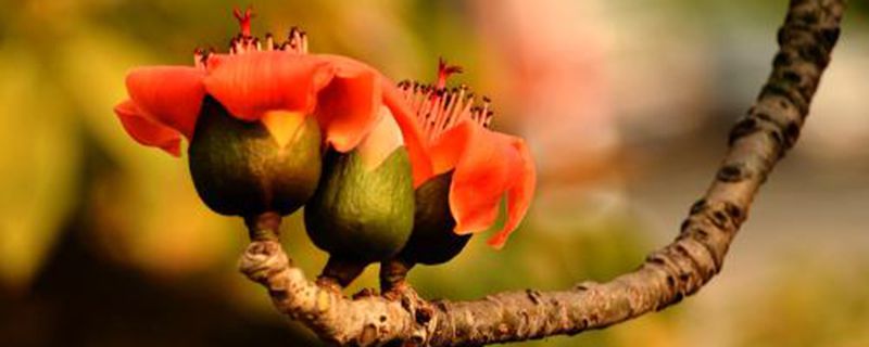 木槿花在什么季节开花