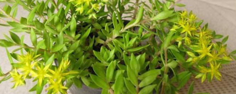 垂盆草是什么季节开花