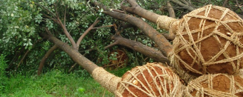 大树反季节栽植