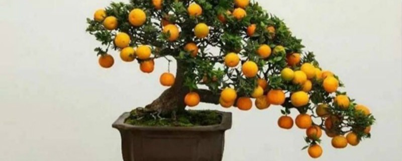 盆栽桔子什么季节剪枝