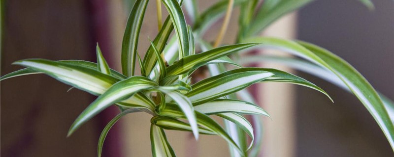 吊兰的生长季节