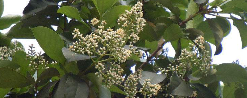 一般树木的休眠期是什么季节