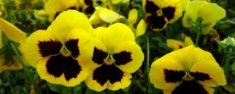 三色堇是哪个季节的花