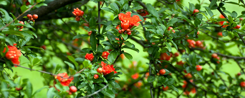 石榴花什么季节翻盆