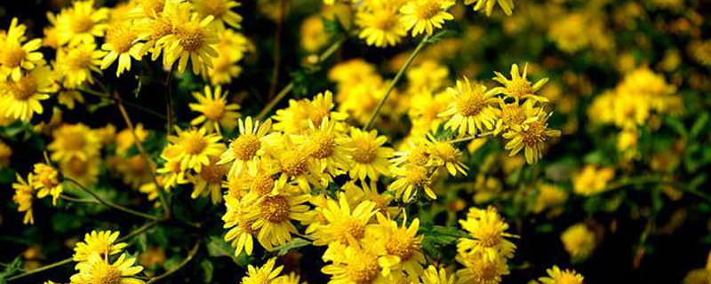 野花组合什么季节播种