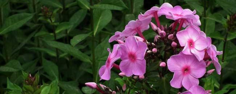 福禄考什么季节开花