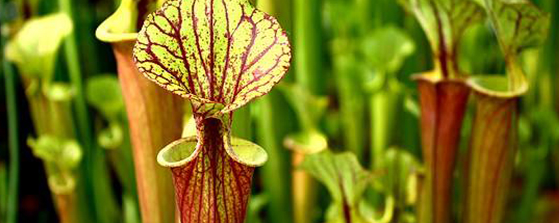 瓶子草开花季节