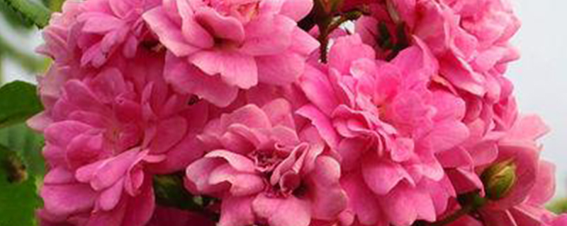 蔷薇的扦插季节