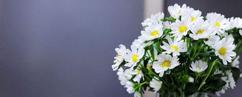 盆栽花卉换盆季节