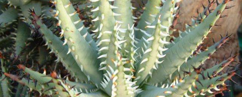 怎么预防琉璃姬孔雀烂根