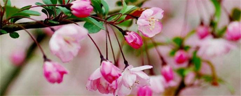 海棠花几月份换盆换土