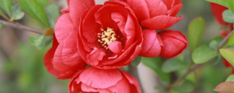 竹节海棠叶子发黄怎么办