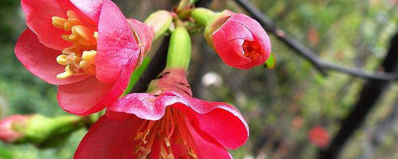 贴梗海棠叶子尖枯萎怎么回事