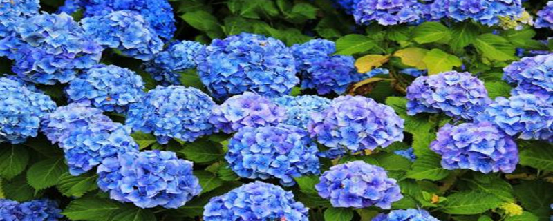 绣球花浇水的时间/方法/水量/频率