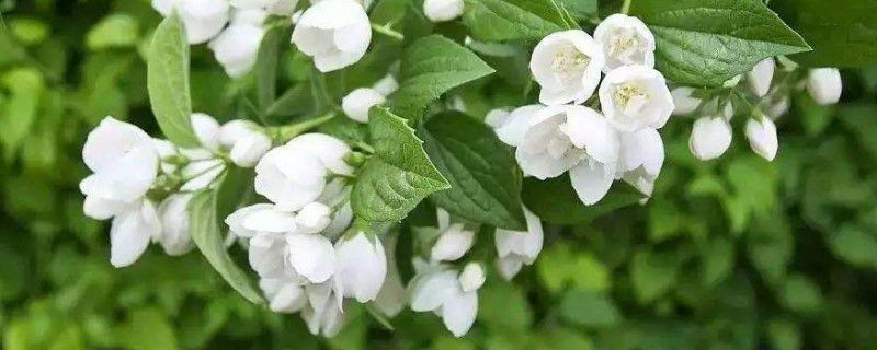 茉莉老桩怎么发新枝