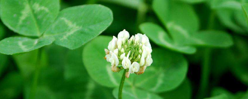 叶子打蔫儿有救吗