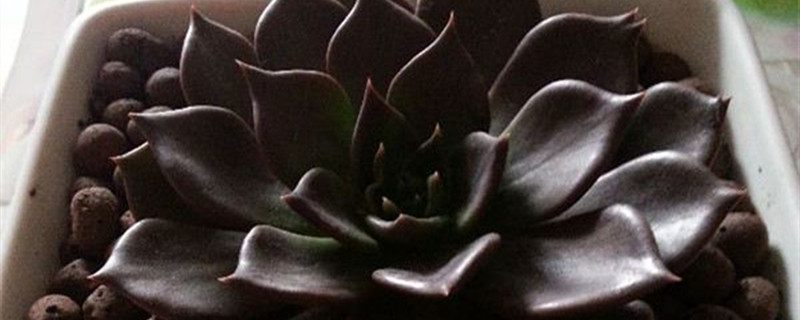 黑王子怎么繁殖