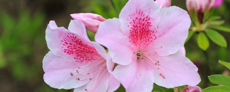 杜鹃什么季节种