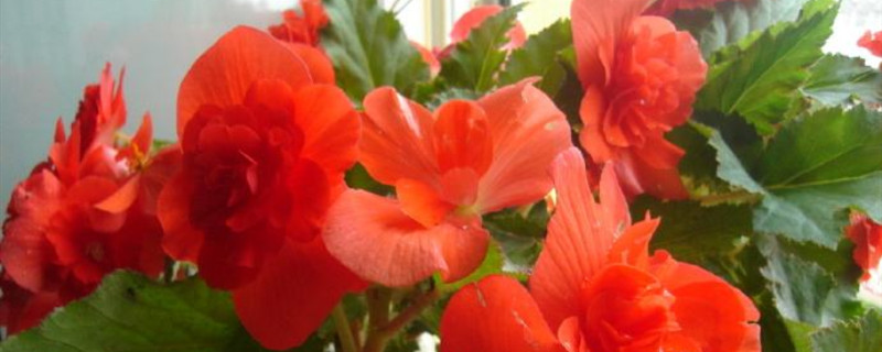 夫妻海棠用什么土好