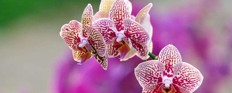 蝴蝶兰怎么用花梗繁殖