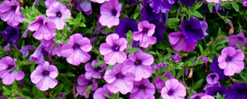 矮牵牛花的养殖方法