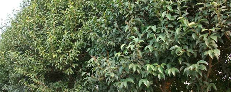 大叶女贞生长季节