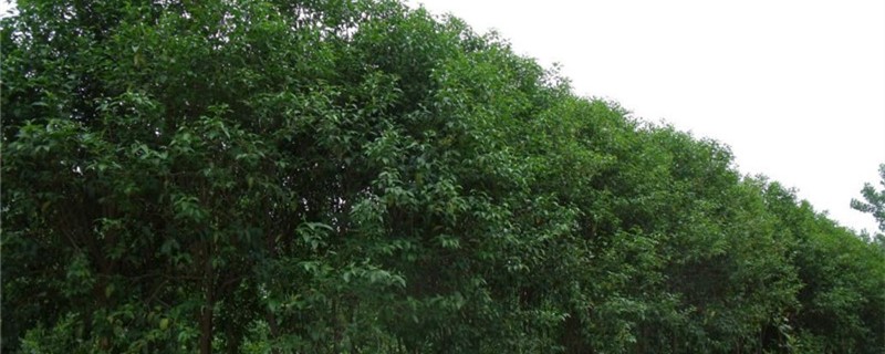 大叶女贞果实用处