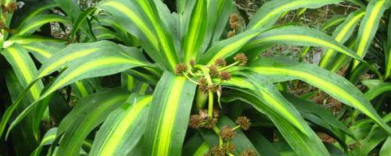 巴西木开花寓意