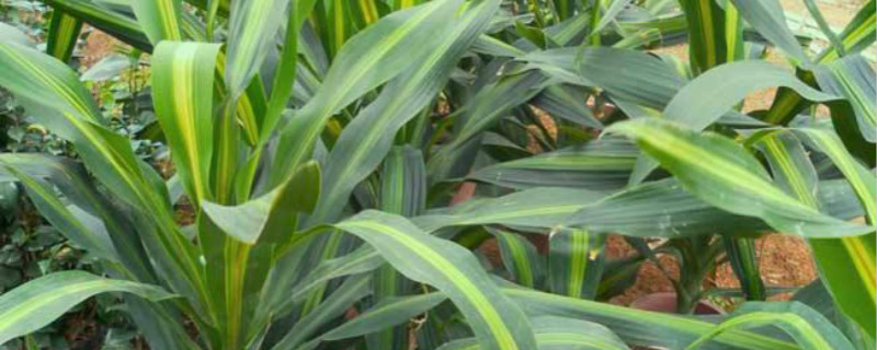 盆栽巴西铁如何修剪