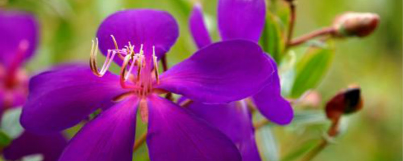 巴西野牡丹掉叶子怎么回事