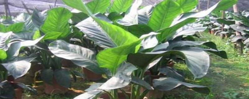 绿霸王万年青的作用