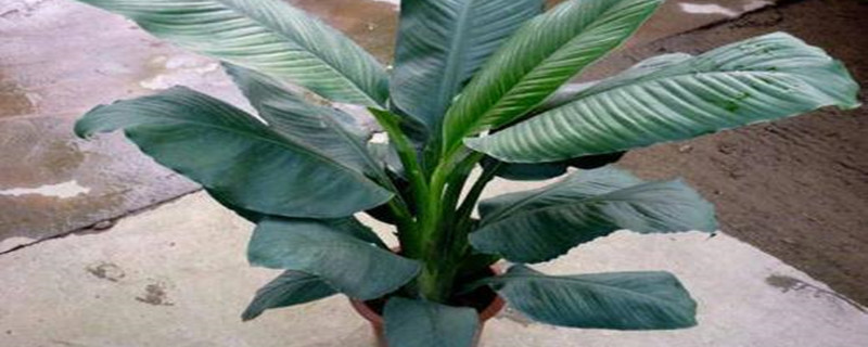 绿霸王需要晒阳光吗