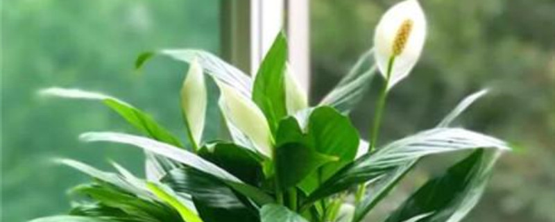 白掌的生长期是几月