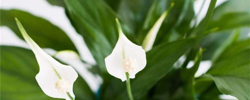 白掌冬天落叶吗