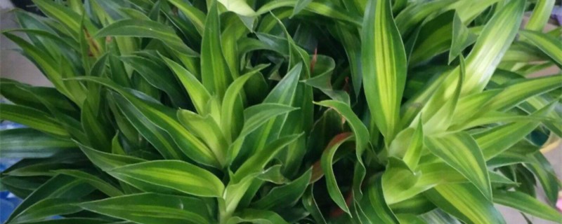 百合竹多久浇一次水