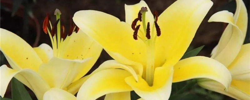 夏天可以养百合花吗