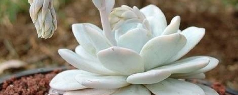 多肉雪莲刚买回来怎么处理