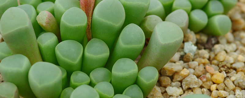 五十铃玉有什么病害