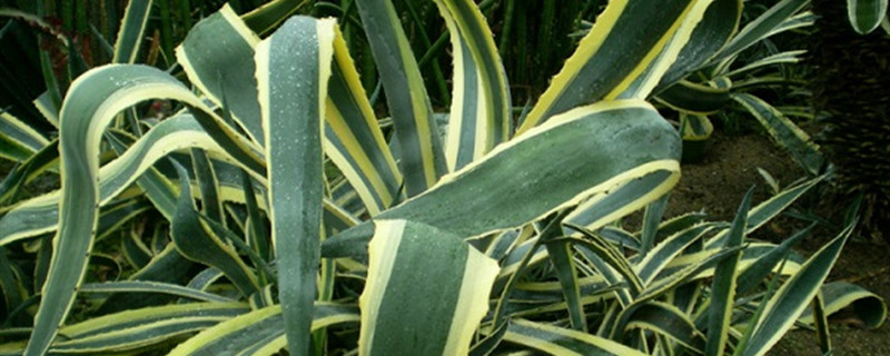 金边龙舌兰怎么度夏