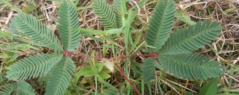 含羞草叶子发黄怎么办