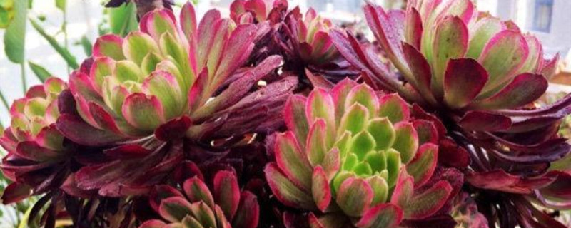 万圣节法师怎么养